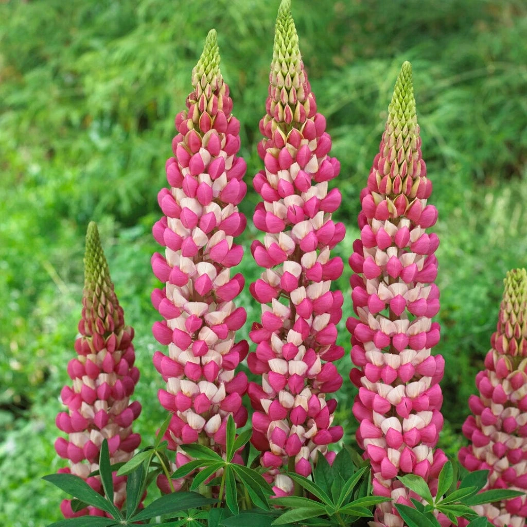 Lupin West Country Rachel De Thame 4 Lupin West Country Rachel De Thame - Image 2