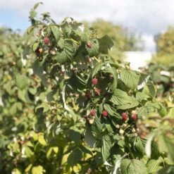 Award Winning Raspberry Canes | Growers' Choice -Plant Specialty Store raspberrybush