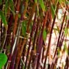 Red Bamboo | Fargesia Scabrida 'Asian Wonder' -Plant Specialty Store redredredbamboo 1