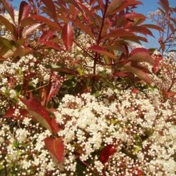Photinia 'Red Robin' 17 Photinia 'Red Robin' -Plant Specialty Store redrobin3