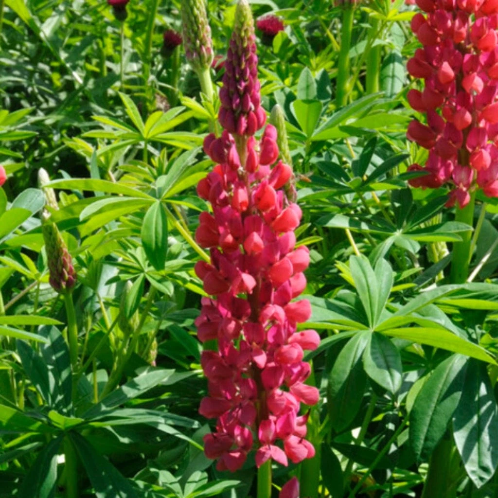 Lupin West Country Red Rum 5 Lupin West Country Red Rum - Image 3