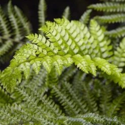 Tassel Fern | Polystichum Polyblepharum -Plant Specialty Store rera04496v2