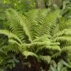 Tassel Fern | Polystichum Polyblepharum -Plant Specialty Store rera05924v2