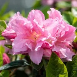 Best Flowering Shrubs -Plant Specialty Store rhodo2