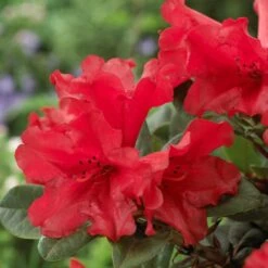 Best Shrubs For Shade -Plant Specialty Store rhodo de806ad1 c6ba 4cd2 9c93 a143f6486098