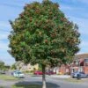 Mountain Ash Rowan Tree | Sorbus Aucuparia -Plant Specialty Store rowan 1