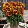Rudbeckia 'Summerina Fringle Fudge' -Plant Specialty Store rudbeckiaSFF 1 6a219031 4dba 4329 8ff5 546116758703