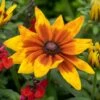 Rudbeckia 'Sunbeckia Mia' -Plant Specialty Store rudbeckiaSM 1 22635f6e b6ce 4b31 849e 4483086219f2