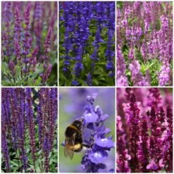 Spectacular Salvia Collection -Plant Specialty Store salviacol 1