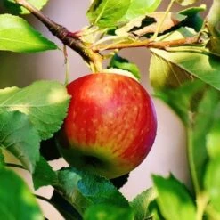 Scrumptious® Apple Tree 12 Scrumptious® Apple Tree -Plant Specialty Store scrumptiousapple