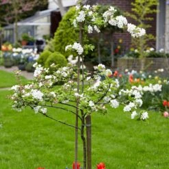 Scrumptious® Apple Tree 13 Scrumptious® Apple Tree -Plant Specialty Store scrumptiousblossom