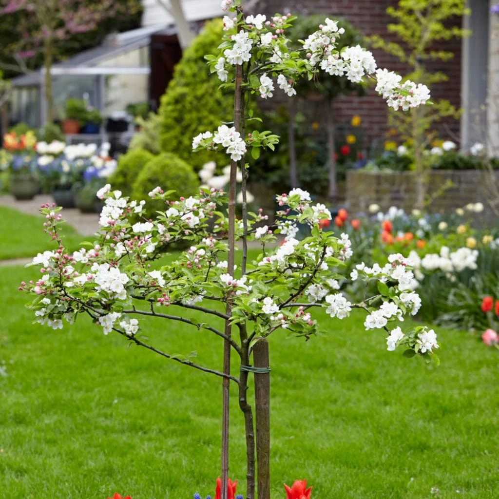 Scrumptious® Apple Tree 6 Scrumptious® Apple Tree - Image 4