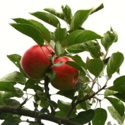 Scrumptious® Apple Tree 16 Scrumptious® Apple Tree -Plant Specialty Store scrumptiousontree