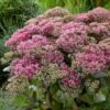 Sedum 'Class Act' -Plant Specialty Store sedumCA 1 9f935fe5 7f7d 4cce 9672 f0555ac51255
