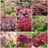 Ultimate Sedum Collection 2 Ultimate Sedum Collection -Plant Specialty Store sedumcollection 1 331e32bd 5c38 4275 8e66 079ad3776041