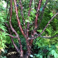 Multi Stem Tibetan Cherry Tree | Prunus Serrula -Plant Specialty Store serrula multstem
