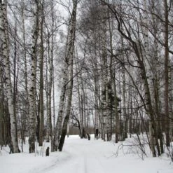 Silver Birch Tree | Betula Pendula -Plant Specialty Store silverbirch3