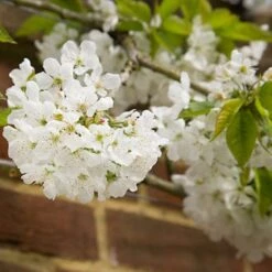 Sunburst Cherry Tree 17 Sunburst Cherry Tree -Plant Specialty Store sunburstblossom