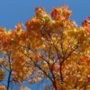 Canadian Red Maple Tree | Acer Rubrum -Plant Specialty Store tree g1b06a1ed3 1920