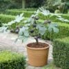 UK Hardy Fig Tree | 'Brown Turkey' 2 UK Hardy Fig Tree | 'Brown Turkey' -Plant Specialty Store turnkey brown fig