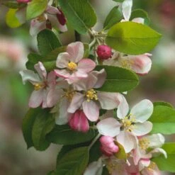 'Golden Hornet' Crabapple Tree -Plant Specialty Store unnamed 2