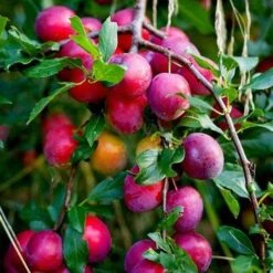 The 3 Top Performing Fruit Trees To Grow In The UK | Apple, Pear & Plum 9 The 3 Top Performing Fruit Trees To Grow In The UK | Apple, Pear & Plum -Plant Specialty Store victoria plum tree 2 6a6ffe5f 3f01 456a 914a 199eaacd020f