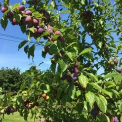 Victoria Plum Tree -Plant Specialty Store victoriaplumbranch