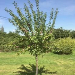 Victoria Plum Tree -Plant Specialty Store victoriaplumyoungtree 1