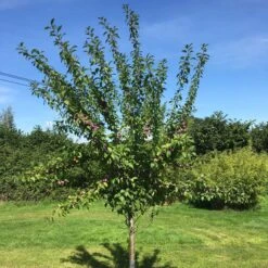 3 Super Easy To Grow Fruit Trees | Apple, Fig & Plum -Plant Specialty Store victoriaplumyoungtree 374b3197 2b25 4629 951c 4dbfc0e4e568
