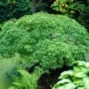 Green Weeping Japanese Maple Tree | Acer Palmatum 'Dissectum Viride'