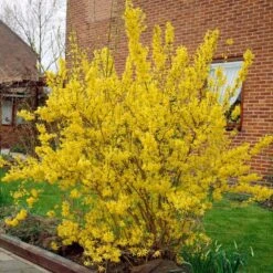 Golden Bells | Forsythia Intermedia 'Spectabilis' 9 Golden Bells | Forsythia Intermedia 'Spectabilis' -Plant Specialty Store visi01936 f12b9584 a592 437f a269 0509ce1897c0