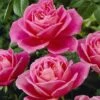 'My Darling' Hybrid Tea Rose -Plant Specialty Store visi04773 my darling