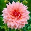 Dahlia Otto's Thrill -Plant Specialty Store visi09266 otto 89170a8e d419 4f15 b385 6607f145e7e6