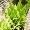 Narrow Buckler Fern | Phyllitis Angustifolia -Plant Specialty Store visi101728