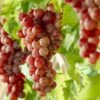'Crimson Seedless' Grape Vine 2 'Crimson Seedless' Grape Vine -Plant Specialty Store visi10335 page