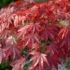 Red Japanese Maple Tree | Acer Palmatum 'Red Emperor' -Plant Specialty Store visi108671