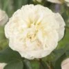 'Joie De Vivre' Floribunda Rose
