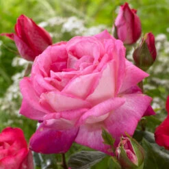 'Patio Hit Dafne' Patio Shrub Rose -Plant Specialty Store visi116548 dafne