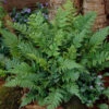 Black Wood Fern | Dryopteris Atrata -Plant Specialty Store visi12627