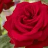 'Joyful Birthday' Hybrid Tea Rose 2 'Joyful Birthday' Hybrid Tea Rose -Plant Specialty Store visi129388 joyful birthday