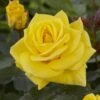'Korresia' Floribunda Rose 1 'Korresia' Floribunda Rose -Plant Specialty Store visi129436 koressia