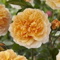 'Duchess Of Cornwall' Hybrid Tea Rose -Plant Specialty Store visi129478 duchess