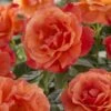 'Lady Love' Hybrid Tea Rose -Plant Specialty Store visi129527 lady love