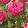 'Thank You' Groundcover Rose 1 'Thank You' Groundcover Rose -Plant Specialty Store visi129805 thank you