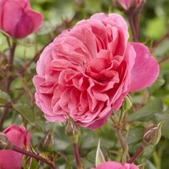 'Pure Poetry' Hybrid Tea Rose -Plant Specialty Store visi130078 pure poetry