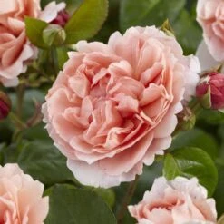 'Rachel' Hybrid Tea Rose -Plant Specialty Store visi130114 rachel