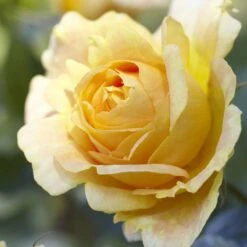'Global Beauty (Candlelight)' Hybrid Tea Rose -Plant Specialty Store visi130248 candlelight