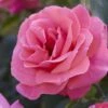 'Valentine Heart' Floribunda Rose -Plant Specialty Store visi130304 valentine heart