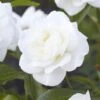 'Alaska' Climbing Rose -Plant Specialty Store visi130339 alaska