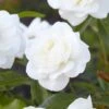'Palace Kailani' Patio Shrub Rose -Plant Specialty Store visi130339 palace kailani 48da618d 55bb 4af1 a3cf 0279f530b4f1